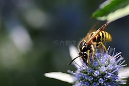 昆虫,野生蜂,蜜蜂