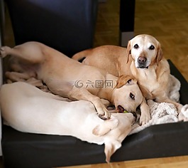 狗,拉布拉多,小狗