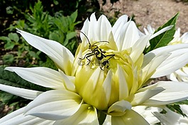 性質(zhì),花,廠