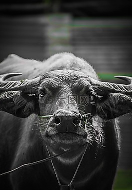 水牛,動物,在全國