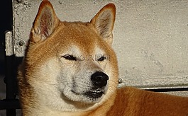 狗,放松,休息
