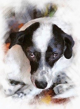 犬,寵物,狗