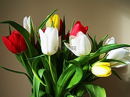 郁金香花束,色彩繽紛的郁金香,切花