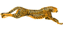 獵豹,野貓,快