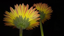 自然,花,植物區(qū)系