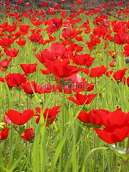 花,原野,自然
