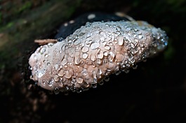 蘑菇,baumschwamm,露珠
