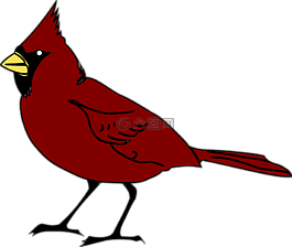 紅衣主教,鳥,鳥嘴