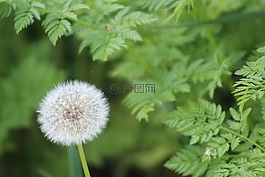 蒲公英,白色的花,前景色