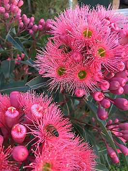 紅色,開花,蜜蜂