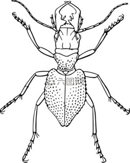 蜘蛛,甲蟲，昆蟲,昆蟲