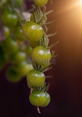 蕃茄,绿色,桁架