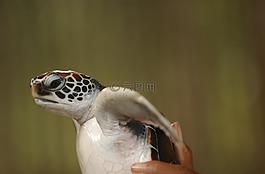 動(dòng)物,亞洲,嬰兒