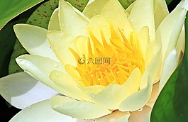 睡蓮,獨獨黃,水生植物