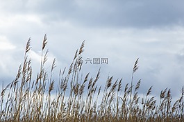 蘆葦,湖,云