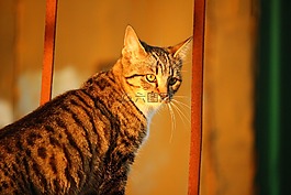 猫,秋季,木