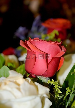 羅莎,修復(fù),花卉
