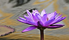 睡蓮,獨(dú)獨(dú)黃,水生植物