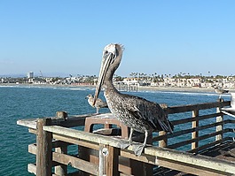 鵜,佛羅里達,鳥
