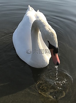 斯旺,天鵝,水