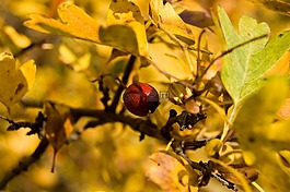 漿果,紅色,秋