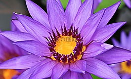 睡蓮,獨(dú)獨(dú)黃,水生植物