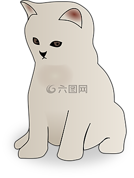 貓,白,動(dòng)物
