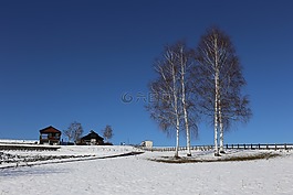 北海道,树,雪