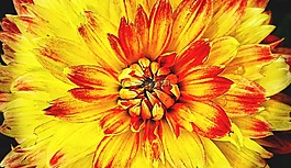 花,開花,性質(zhì)