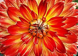 花,開(kāi)花,性質(zhì)