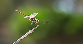 蜻蜓,昆蟲(chóng),關(guān)閉