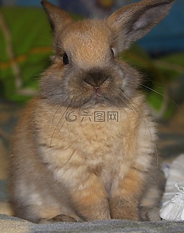 兔子,野兔,動物