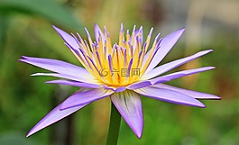 睡蓮,獨獨黃,水生植物