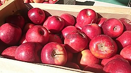 蘋果,紅色,電源