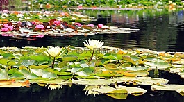 睡蓮,簇簇,水生植物