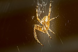 蜘蛛,krabbeltier,昆蟲