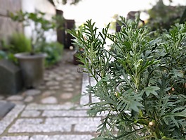 日本,花園,綠色的