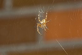 蜘蛛,krabbeltier,昆蟲