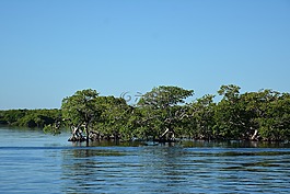 海,林,海洋