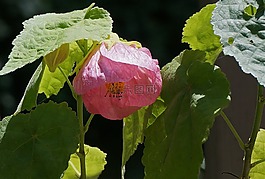 楓樹開花,容器廠,花園