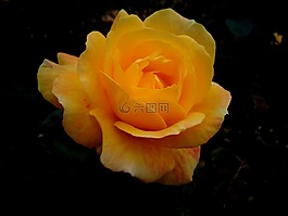 罗莎,花,黄