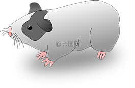 豬,動(dòng)物,仔豬