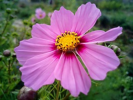 花,羅莎,花園