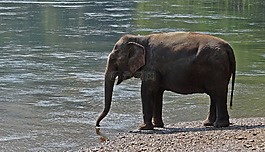 厚皮動物,象,國家公園