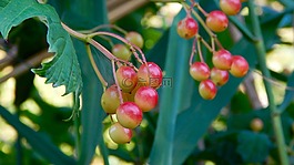 性質(zhì),漿果,植物