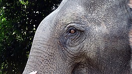 厚皮動物,象,國家公園