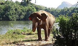 厚皮動物,象,國家公園