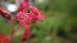 宏,紅色的花朵,春天