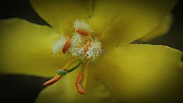 宏,雌蕊,黃色