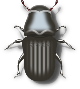 甲蟲，昆蟲,甲蟲,昆蟲